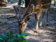 Parque Ecológico de Gouveia: onde a natureza ensina e inspira